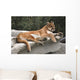 America Cougar Mountain Lion Resting on Rock 