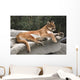 America Cougar Mountain Lion Resting on Rock 