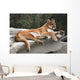 America Cougar Mountain Lion Resting on Rock 