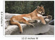 America Cougar Mountain Lion Resting on Rock 
