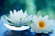 White Lotus Flower 