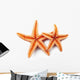 Starfish on White Background 