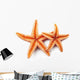 Starfish on White Background 