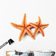 Starfish on White Background 