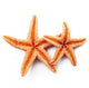 Starfish on White Background 