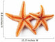 Starfish on White Background 