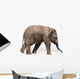 Baby elephant 