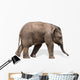 Baby elephant 