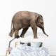 Baby elephant 