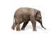 Baby elephant 