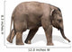 Baby elephant 
