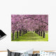 Sakura Wall Mural