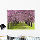 Sakura Wall Mural