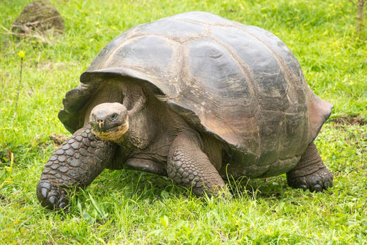 Giant Galapagos turtle, Ecuador, South America 