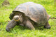 Giant Galapagos turtle, Ecuador, South America 