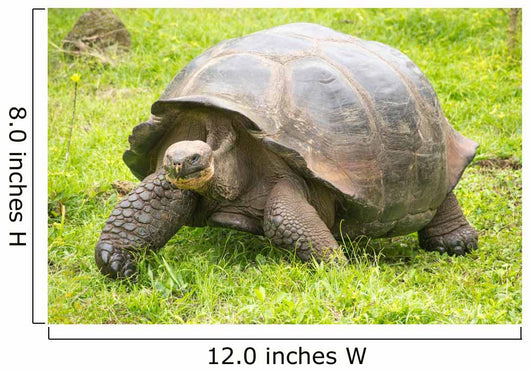 Giant Galapagos turtle, Ecuador, South America 