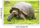 Giant Galapagos turtle, Ecuador, South America 
