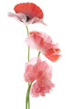 poppy Wall Decal