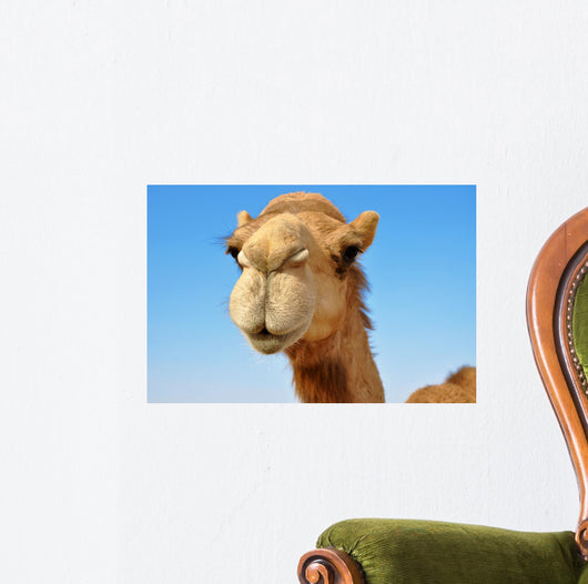 Close-up of a camel 