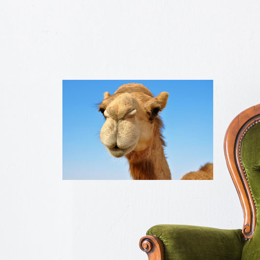 Close-up of a camel 