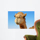 Close-up of a camel 