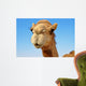 Close-up of a camel 