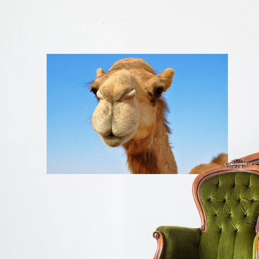 Close-up of a camel 