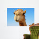 Close-up of a camel 