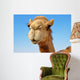 Close-up of a camel 