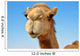 Close-up of a camel 