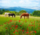 There horses grazing grass Wall Mural