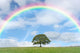 Solitary Oak and Rainbow Wall Mural