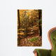 Autumnal Beech Forest Wall Mural