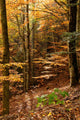 Autumnal Beech Forest Wall Mural