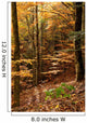 Autumnal Beech Forest Wall Mural