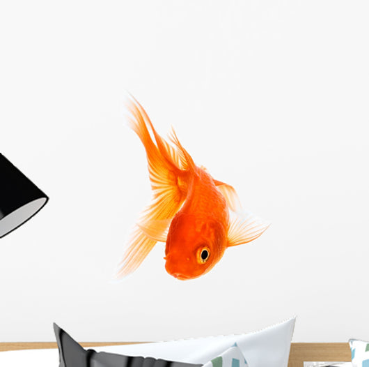 Goldfish 