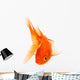Goldfish 