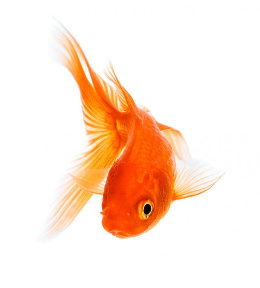 Goldfish 