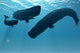 Sperm Whale Encounter 