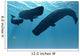 Sperm Whale Encounter 