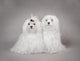 Two Maltese Dog Wall Mural