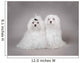 Two Maltese Dog Wall Mural
