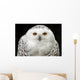 Schneeeule 7 