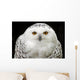 Schneeeule 7 