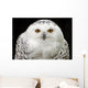 Schneeeule 7 