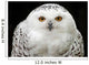 Schneeeule 7 