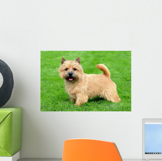 Typical Norwich Terrier Green