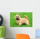 Typical Norwich Terrier Green