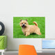 Typical Norwich Terrier Green