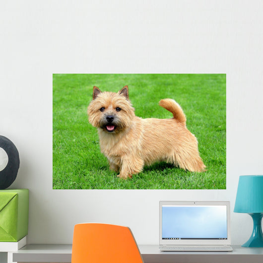 Typical Norwich Terrier Green